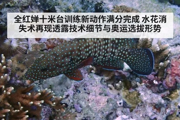 全红婵十米台训练新动作满分完成 水花消失术再现透露技术细节与奥运选拔形势